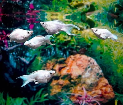 I am selling fishes