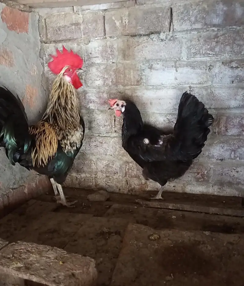 Astrolop hen