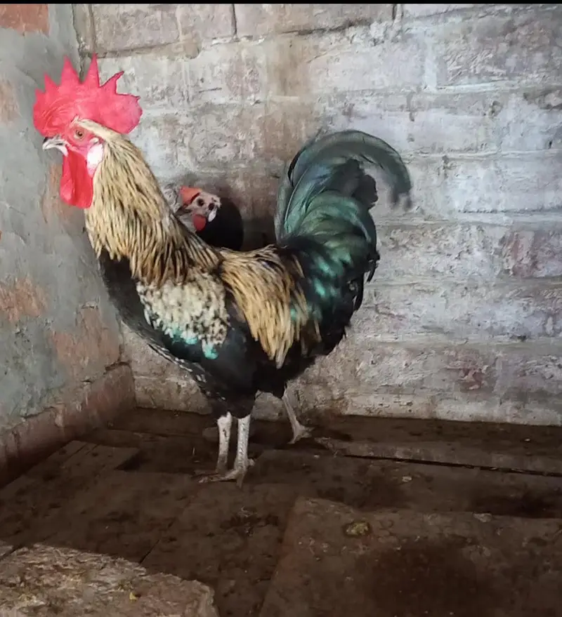 Astrolop hen — photo 2