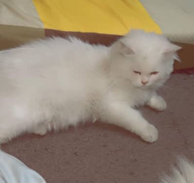 pure Persian male cat