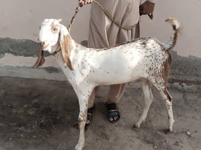do desi bakre for sale,,03364988962
