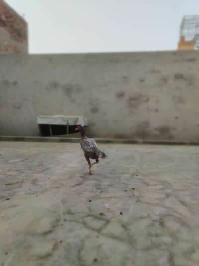 aseel morgi for sel home breed urgent sel