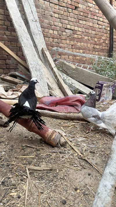 lucky kabootar for sale dijkot
