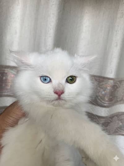 Kittens for sale pure white odd eye