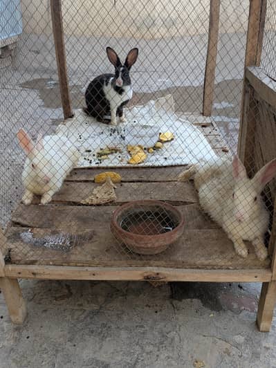 Breeding Pair + 1 Male Rabbit For Sale