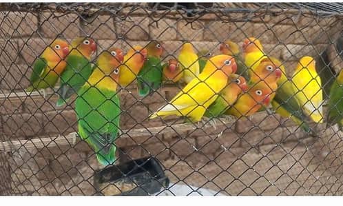lutino personata and fisher lovebirds for sale