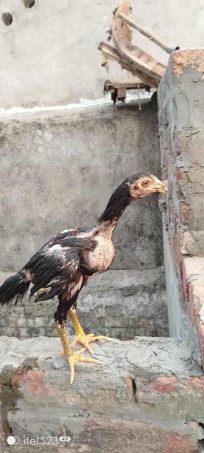 aseel chicks