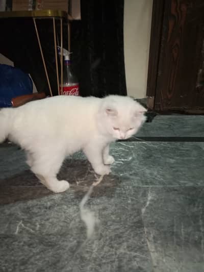 Female Persian cat available for sale