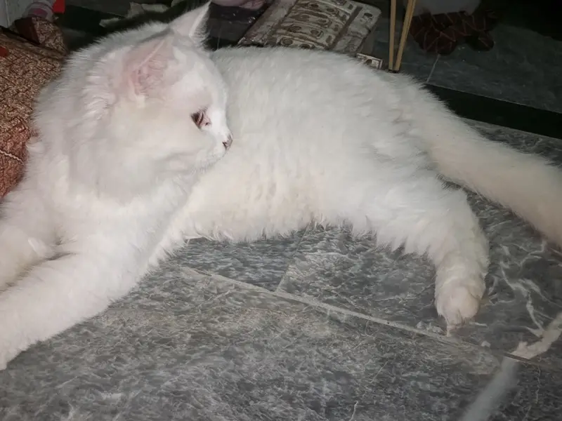Female Persian cat available for sale — photo 2