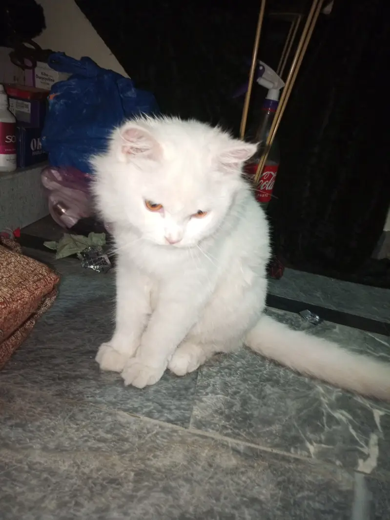 Female Persian cat available for sale — photo 3
