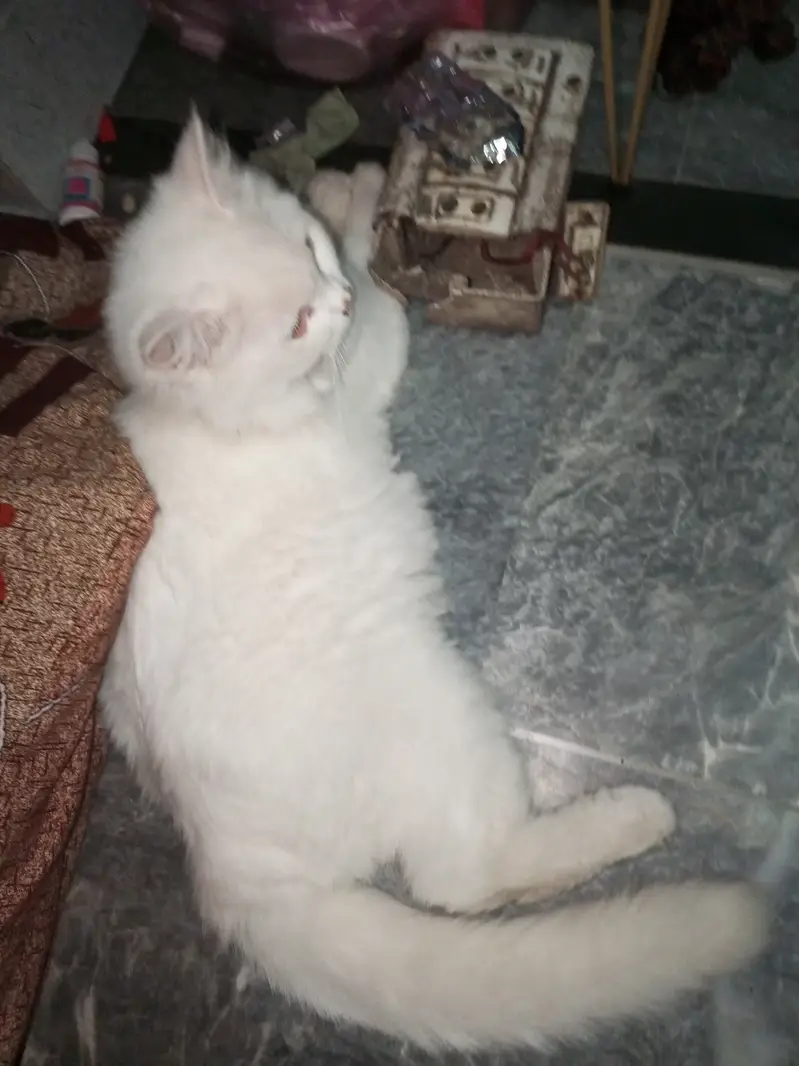 Female Persian cat available for sale — photo 4