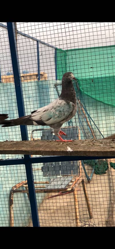HighFlyer quality baby pigeons 7 pcs …. only whatsapp
