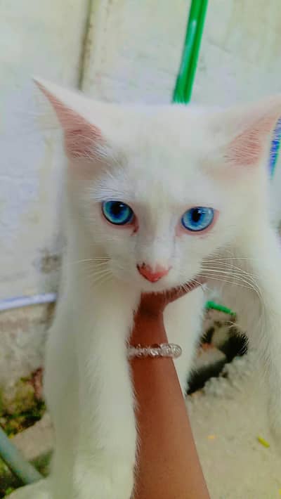 sweet n cute CAT