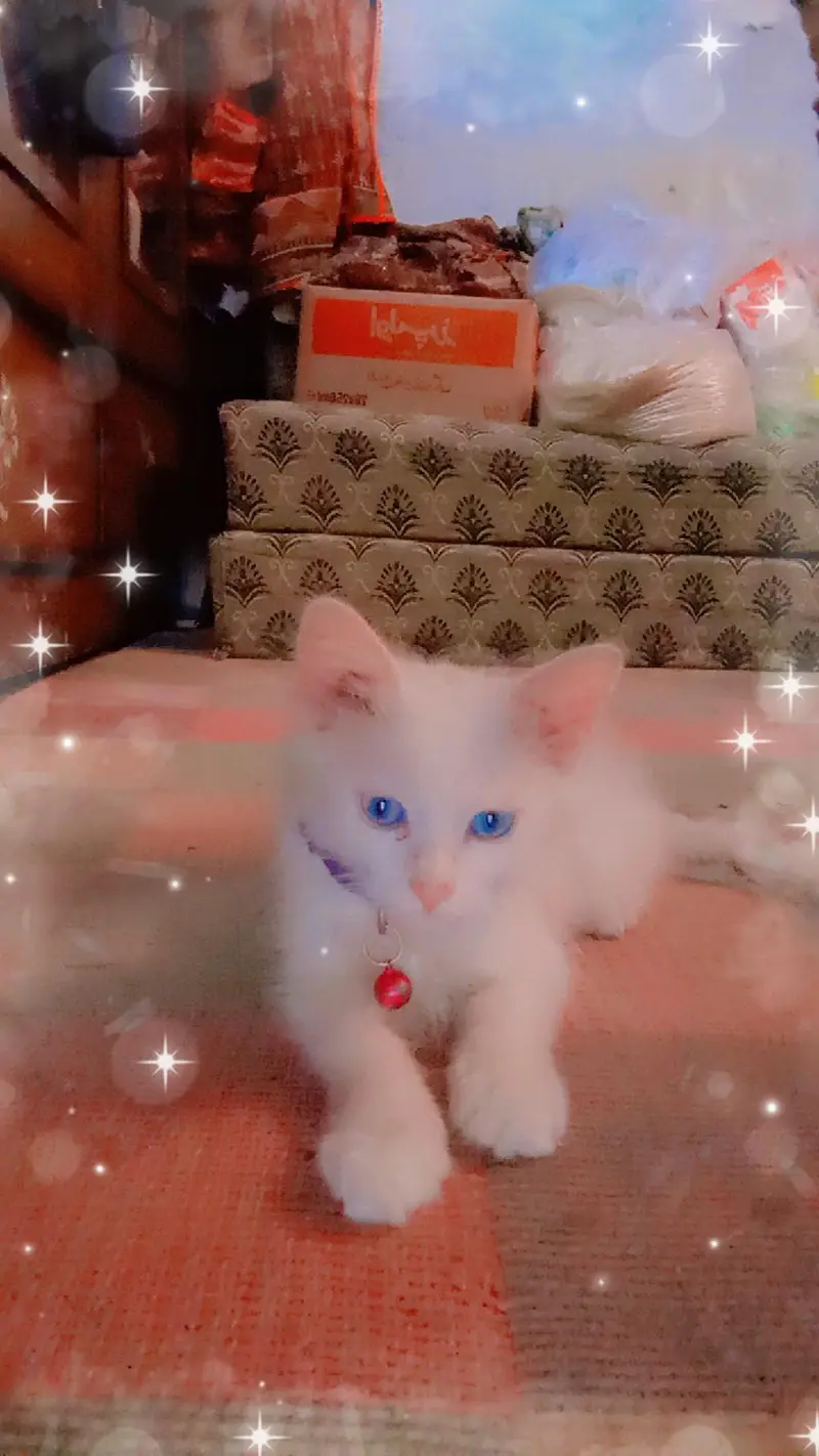 sweet n cute CAT — photo 3