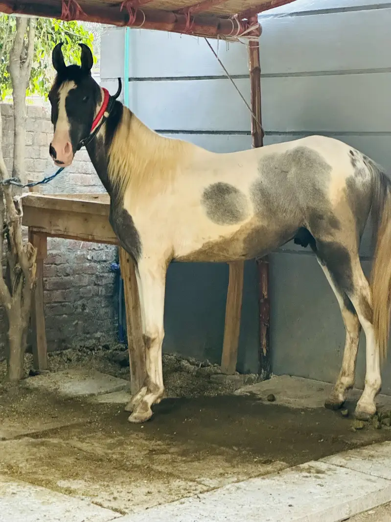 Pure desi wachera — photo 3