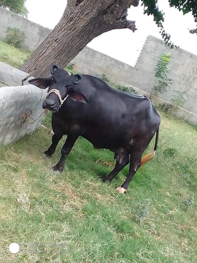 Buffalos for sale