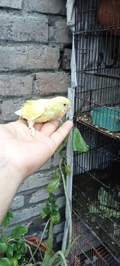 budgie breader pair