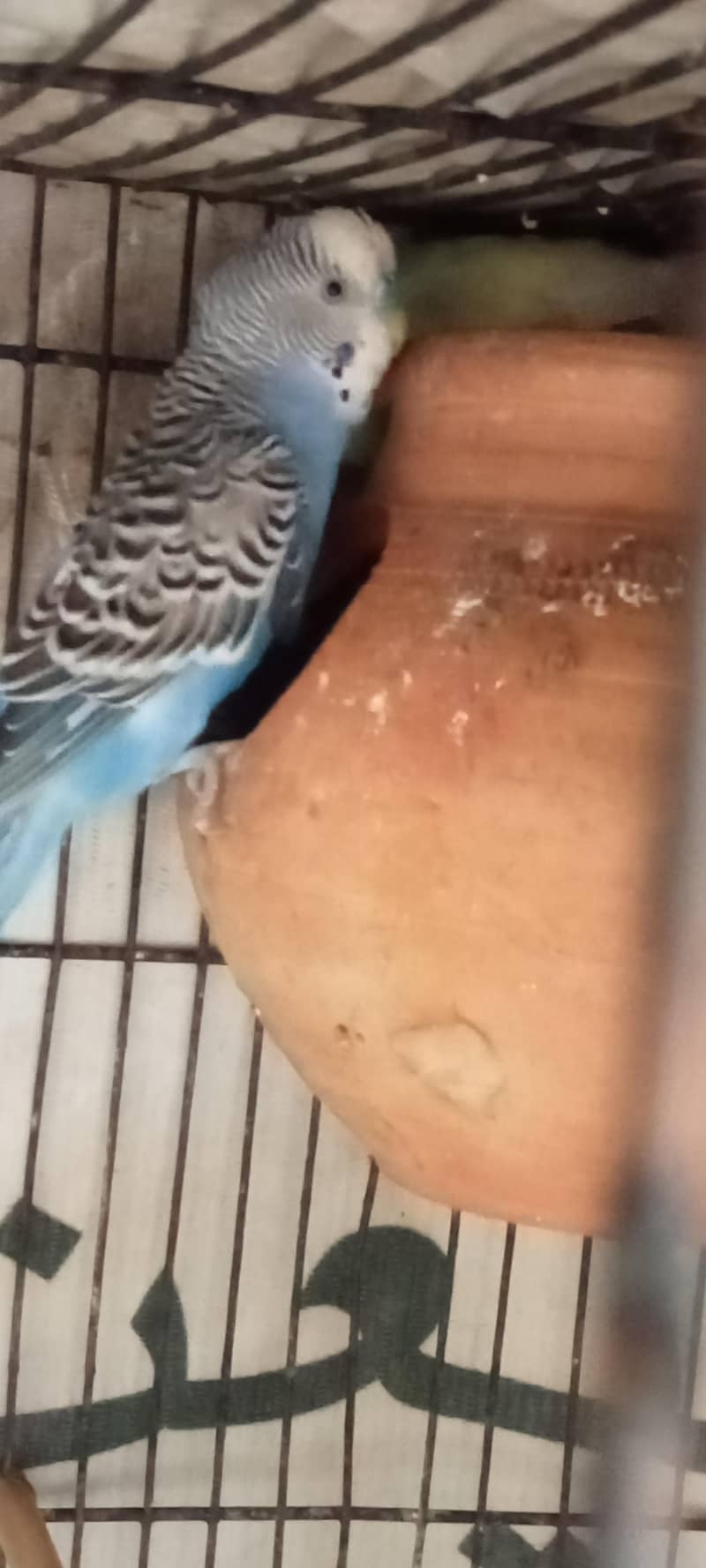 budgie breader pair 1