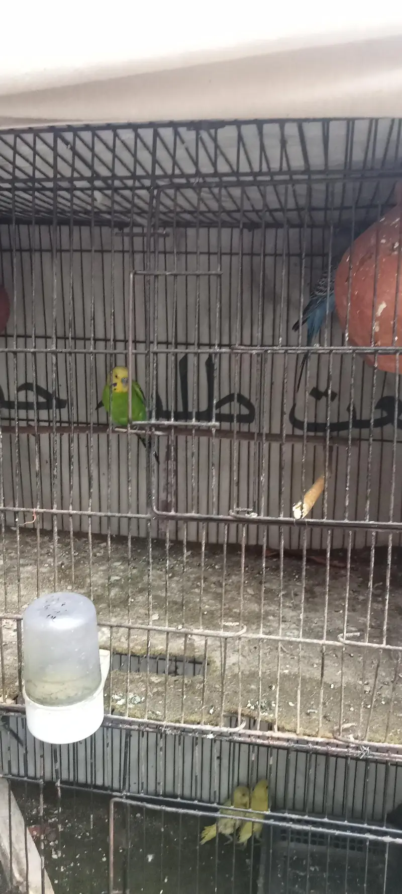 budgie breader pair — photo 3