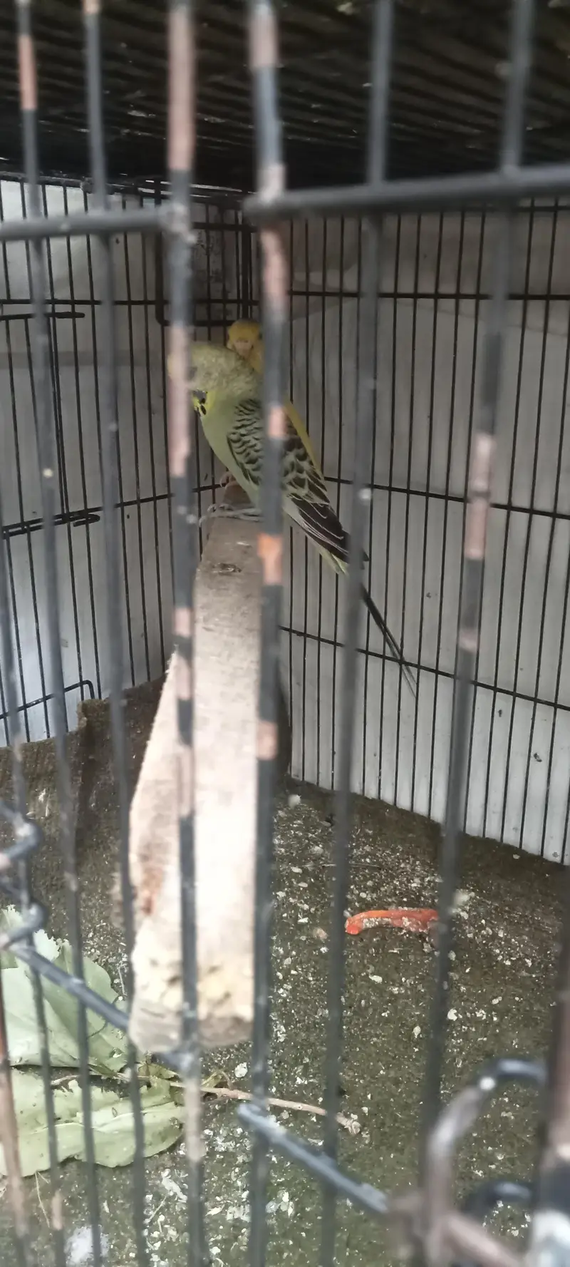 budgie breader pair — photo 4