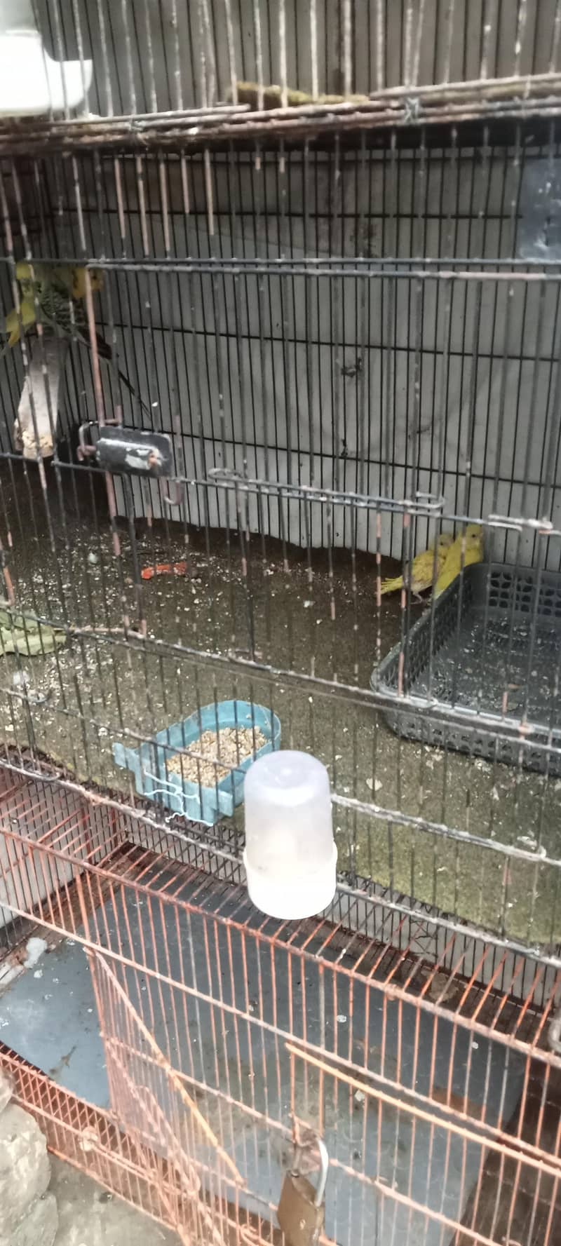 budgie breader pair 4