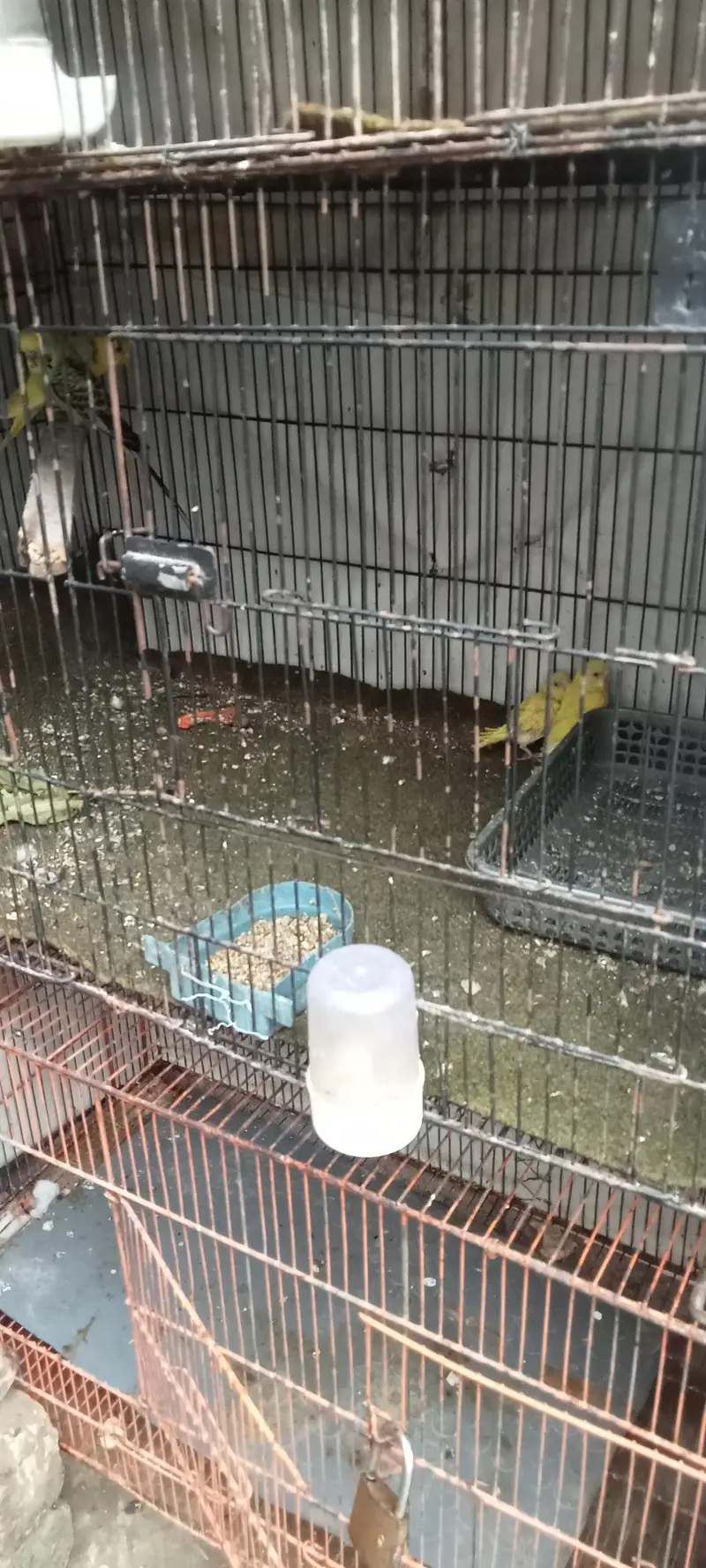budgie breader pair — photo 5