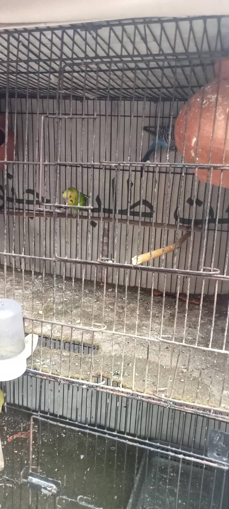 budgie breader pair 5