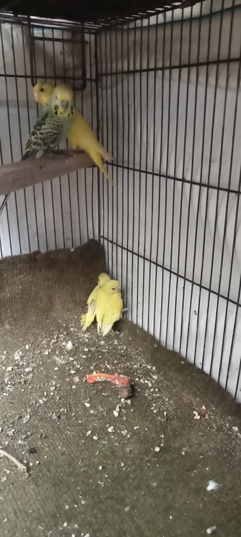 budgie breader pair 6