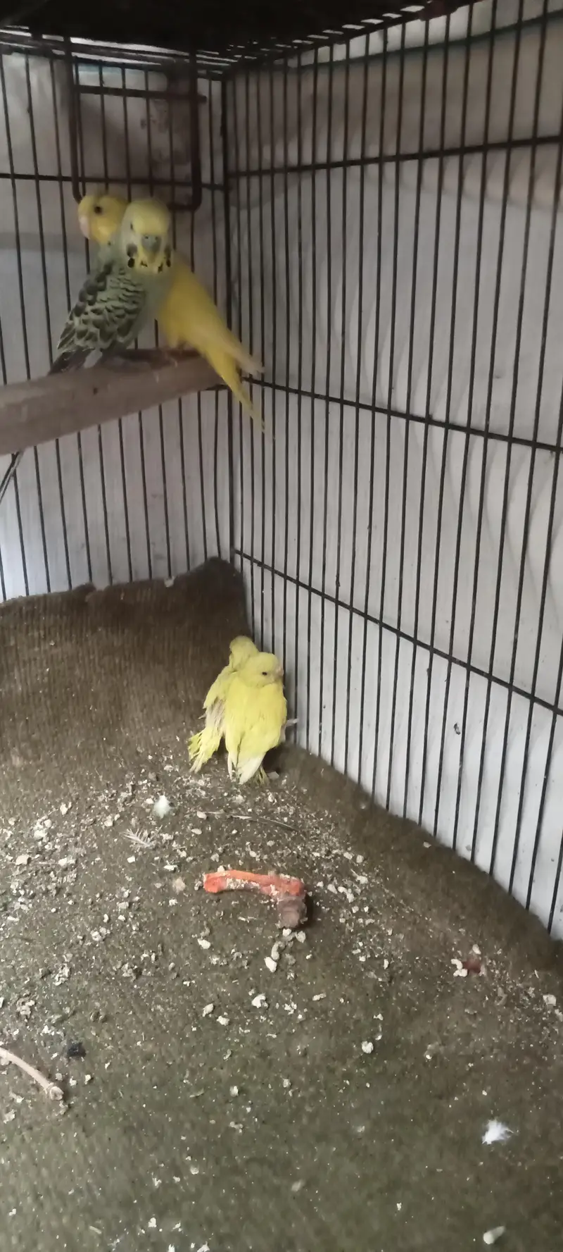 budgie breader pair — photo 7