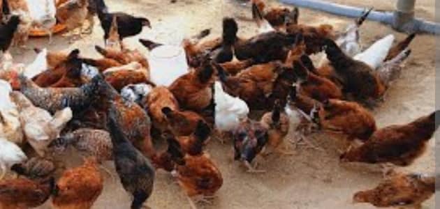 golden misri hens for sale