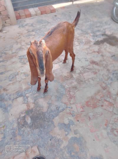 dunde path ha gaban