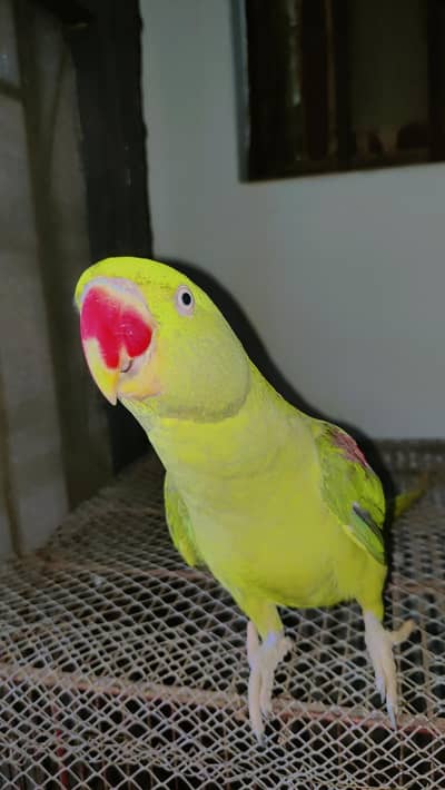 raw female breeder Madi