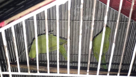 beautiful parrot 03267651269 fianl price 3500