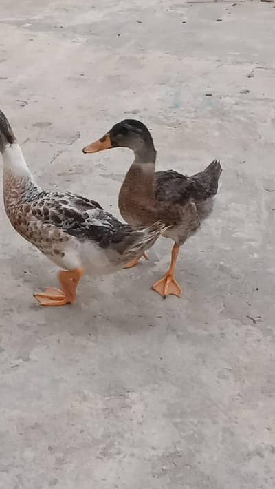 pair of healthy duck
