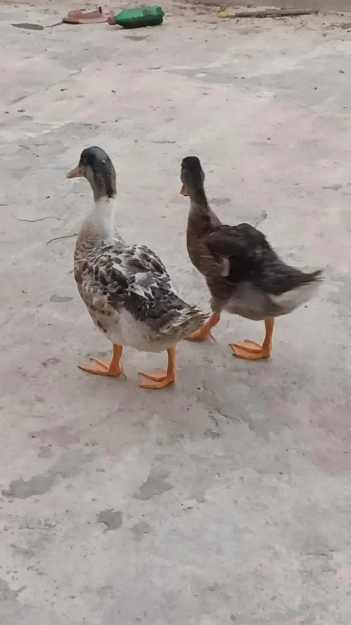 pair of healthy duck — photo 2