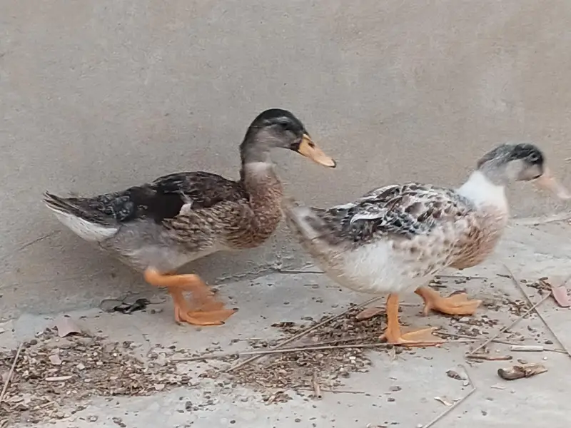 pair of healthy duck — photo 3
