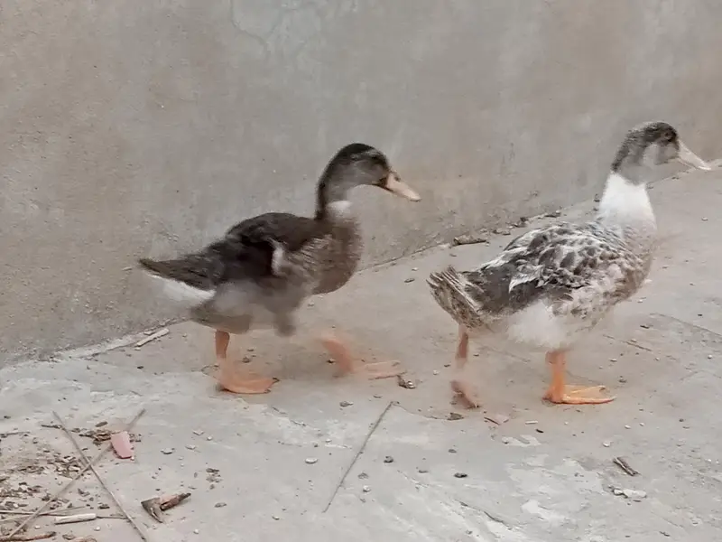 pair of healthy duck — photo 4