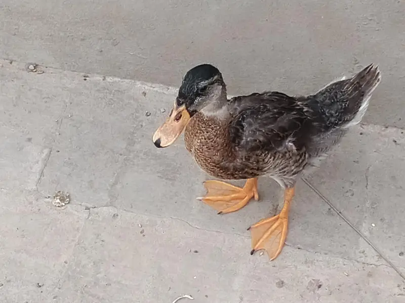 pair of healthy duck — photo 5