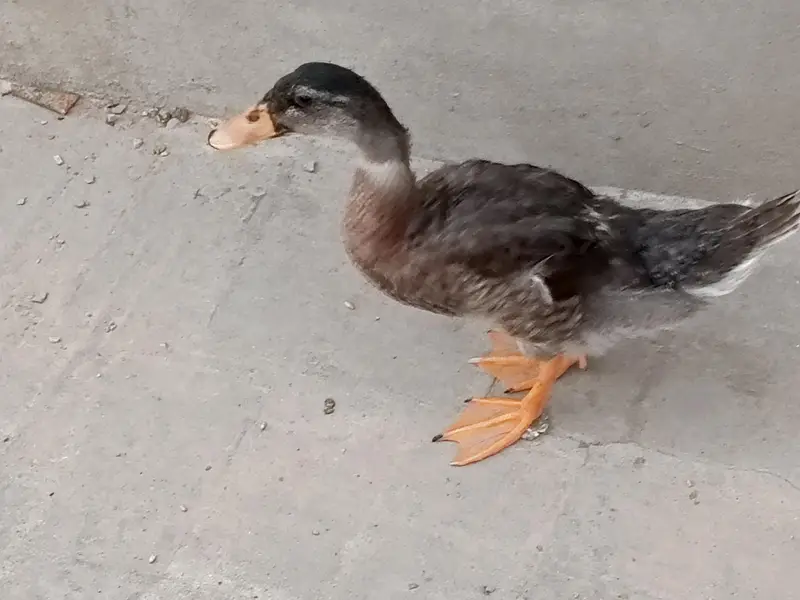 pair of healthy duck — photo 6