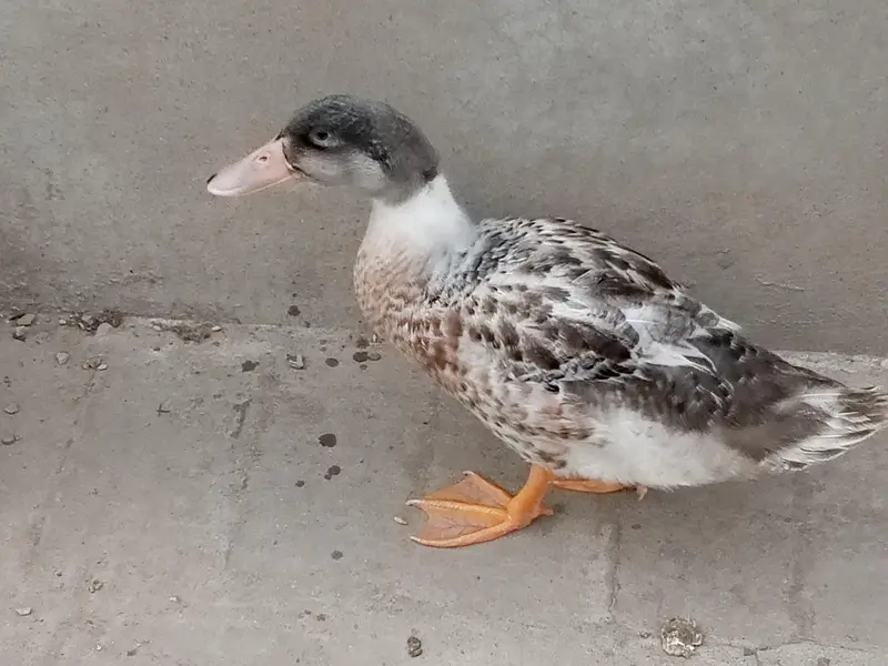 pair of healthy duck — photo 7