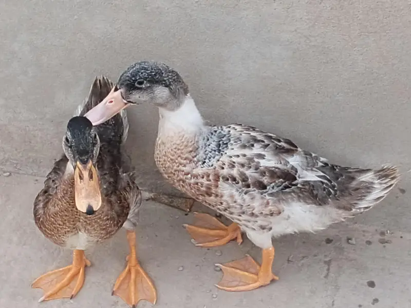 pair of healthy duck — photo 8