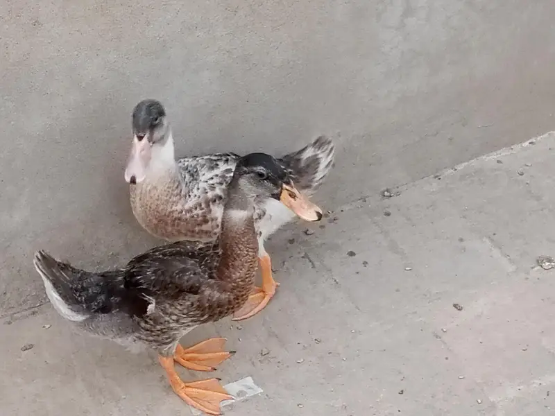 pair of healthy duck — photo 9