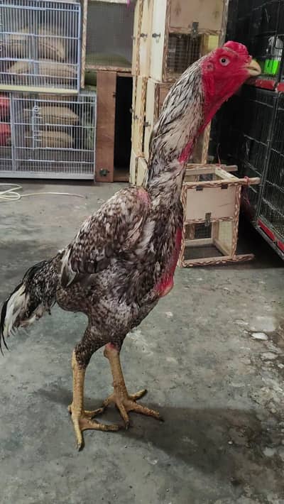 Coco shamo male for sale