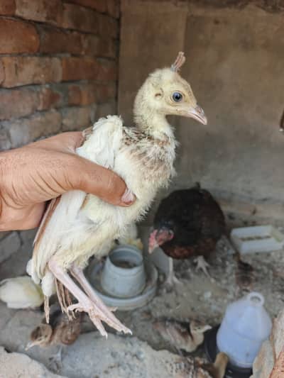 Peacock chicks