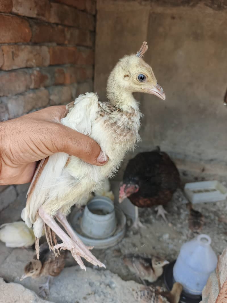 Peacock chicks 0