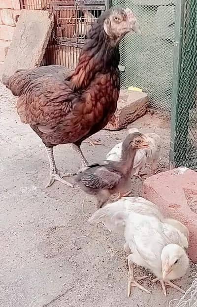 healthy and active aseel female with 2 chozy