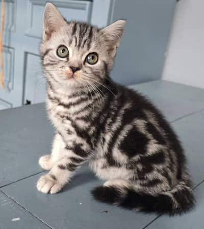 British Shorthair Silver Tabby