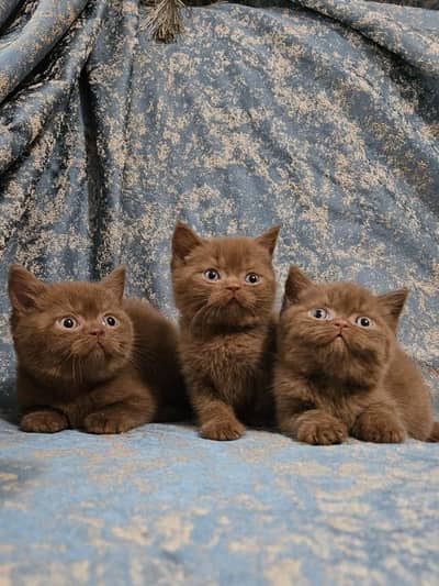 British shorthair Cinnamon