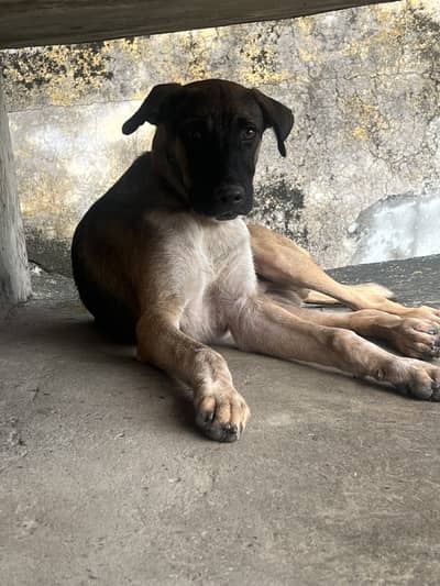Dog for sale