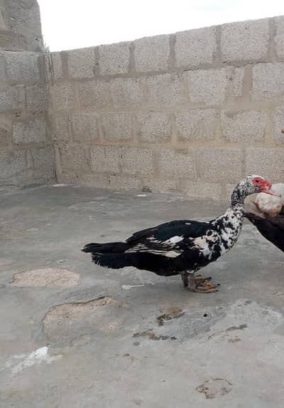 Mascovy duck